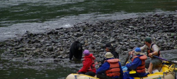 Black Bear on the Rogue River.